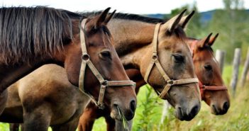 La RFHE informa sobre el cuidado de los caballos ante el Estado de Alarma