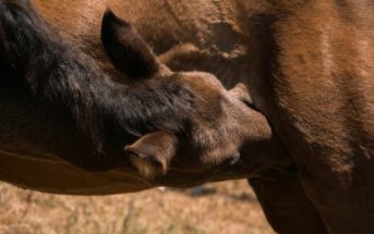 Desarrollo sociocognitivo y emocional de los caballos en el período de lactancia