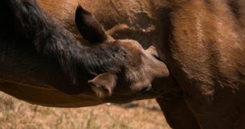 Desarrollo sociocognitivo y emocional de los caballos en el período de lactancia