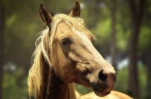Se conserva la actividad mínima necesaria para el mantenimiento de los caballos