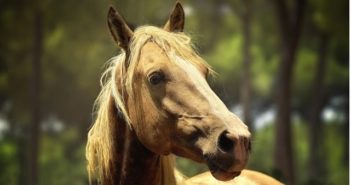 Se conserva la actividad mínima necesaria para el mantenimiento de los caballos