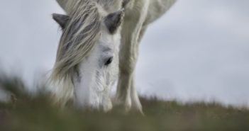 7 consejos para controlar el peso de tu caballo