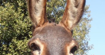 La solidaridad evita el cierre de la reserva de burros Rukimon ante la crisis económica causada por el Coronavirus