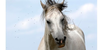 Dermatitis estacional en caballos: prevención y remedios caseros – Equisens