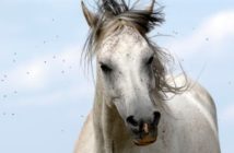 Dermatitis estacional en caballos: prevención y remedios caseros