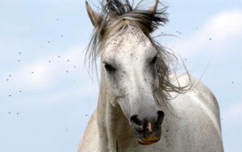 Dermatitis estacional en caballos: prevención y remedios caseros