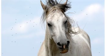 Dermatitis estacional en caballos: prevención y remedios caseros