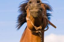 ¿Está tu caballo de humor para aprender?