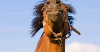 ¿Está tu caballo de humor para aprender?