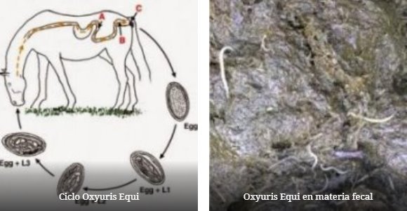 regim in oxiuri giardia hond