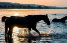 6 consejos para cuidar de la salud de tu caballo este verano