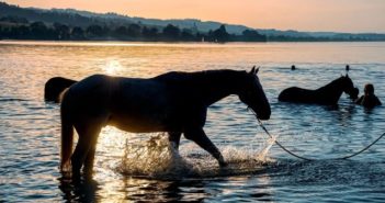 6 consejos para cuidar de la salud de tu caballo este verano