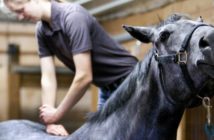 La quiropráctica moderna aplicada al caballo