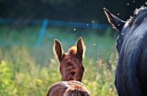 8 consejos para mantener a raya a los insectos y proteger a tu caballo
