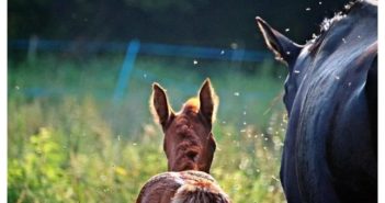 8 consejos para mantener a raya a los insectos y proteger a tu caballo