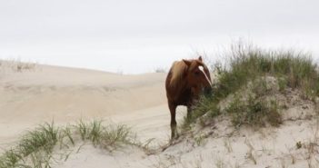 Si tu caballo pasta en suelos arenosos ¡ten cuidado!