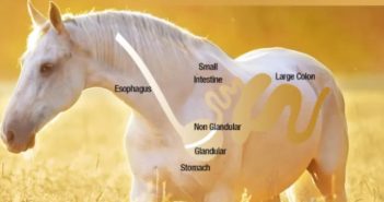 Cómo identificar si nuestro caballo tiene úlceras gástricas