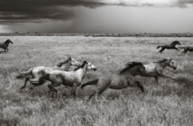Primer protocolo para la evaluación del bienestar del caballo salvaje