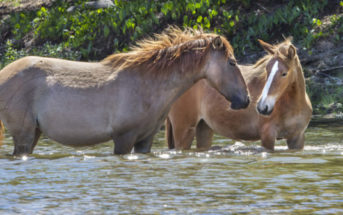 ¿Cómo le afecta el calor al caballo?