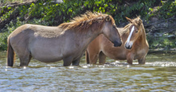 ¿Cómo le afecta el calor al caballo?