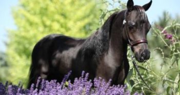Se demuestra que el olor de la lavanda tranquiliza a los caballos