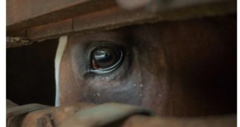 La depresion en el caballo