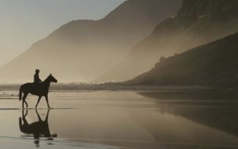 Problemas respiratorios en los equinos