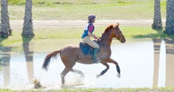 Beneficios de los linimentos en gel para caballos