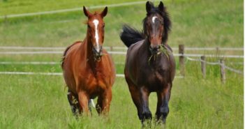 Se establecen protocolos para salvaguardar el bienestar animal