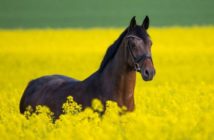 Los investigadores comparan el bienestar de los caballos de competición con los de ocio