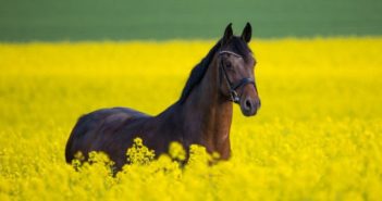 Los investigadores comparan el bienestar de los caballos de competición con los de ocio