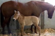 Clonan con éxito a un Przewalski