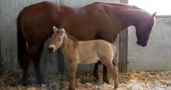 Clonan con éxito a un Przewalski
