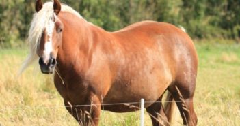 El caballo con sobrepeso: problemas asociados y manejo
