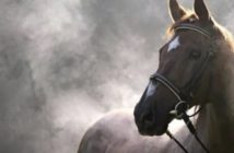 El sudor y la pérdida de electrolitos en los caballos