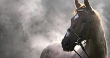 El sudor y la pérdida de electrolitos en los caballos