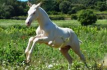 El valor de un caballo también está en su ADN