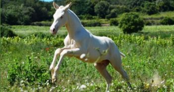 El valor de un caballo también está en su ADN