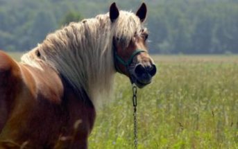 ¿Cómo sé si mi caballo tiene síndrome metabólico equino?