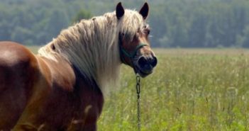 ¿Cómo sé si mi caballo tiene síndrome metabólico equino?