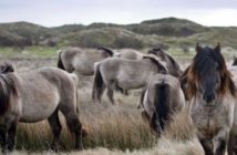 Opciones inteligentes con equinos: el Konik