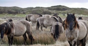 Opciones inteligentes con equinos: el Konik