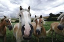 Elegir el lugar adecuado para la jubilación de tu caballo