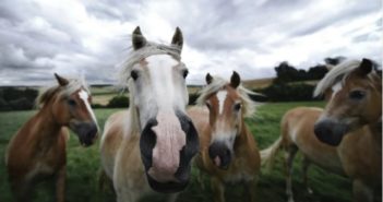 Elegir el lugar adecuado para la jubilación de tu caballo