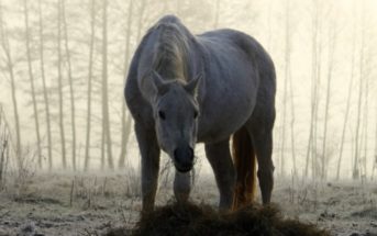 No te olvides de tu caballo al preparar las fiestas