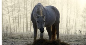 No te olvides de tu caballo al preparar las fiestas