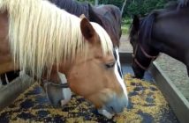 ¿Tu caballo necesita grano?