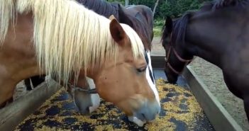 ¿Tu caballo necesita grano?