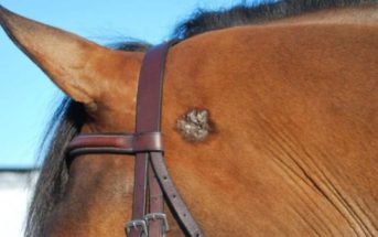 ¿Qué sabemos sobre bultos y protuberancias en los caballos?