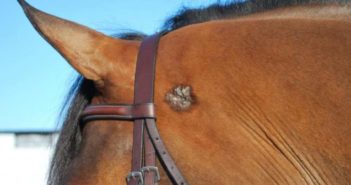 ¿Qué sabemos sobre bultos y protuberancias en los caballos?
